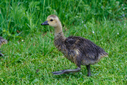 C7D_0794-DxO_DeepPRIME_3.jpg