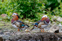 7DII2213-DxO_DeepPRIME_XD3.jpg