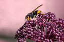 Z63_5876.jpg